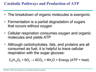 Catabolic Pathways and Production of ATP The breakdown of organic molecules is exergonic Fermentation is a partial degradation of sugars that occurs without oxygen Cellular respiration consumes oxygen and organic molecules and yields ATP Although carbohydrates, fats, and proteins are all consumed as fuel, it is helpful to trace cellular respiration with the sugar glucose: C 6 H 12 O 6  + 6O 2     6CO 2  + 6H 2 O + Energy (ATP + heat) 