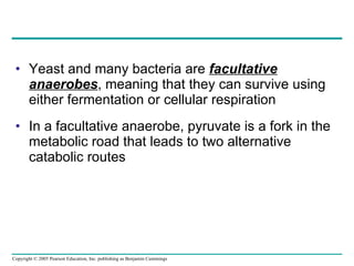 Yeast and many bacteria are  facultative anaerobes , meaning that they can survive using either fermentation or cellular respiration In a facultative anaerobe, pyruvate is a fork in the metabolic road that leads to two alternative catabolic routes 
