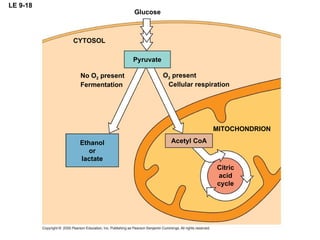 LE 9-18 Pyruvate Glucose CYTOSOL No O 2  present Fermentation Ethanol or lactate Acetyl CoA MITOCHONDRION O 2  present Cellular respiration Citric acid cycle 