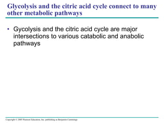 Glycolysis and the citric acid cycle connect to many other metabolic pathways Gycolysis and the citric acid cycle are major intersections to various catabolic and anabolic pathways 