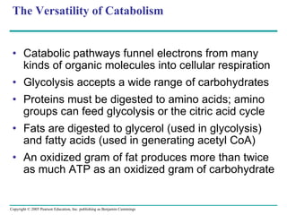 The Versatility of Catabolism Catabolic pathways funnel electrons from many kinds of organic molecules into cellular respiration Glycolysis accepts a wide range of carbohydrates Proteins must be digested to amino acids; amino groups can feed glycolysis or the citric acid cycle Fats are digested to glycerol (used in glycolysis) and fatty acids (used in generating acetyl CoA)  An oxidized gram of fat produces more than twice as much ATP as an oxidized gram of carbohydrate 