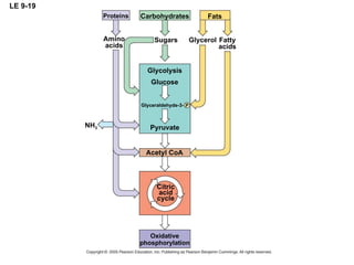 LE 9-19 Citric acid cycle Oxidative phosphorylation Proteins NH 3 Amino acids Sugars Carbohydrates Glycolysis Glucose Glyceraldehyde-3- P Pyruvate Acetyl CoA Fatty acids Glycerol Fats 