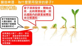 麥汁糖化
麥子等穀物富含
大量的澱粉，是
植物種子普遍儲
存能量的形式。
麥子浸濕發芽，開始成
長，此時需要能量，因
此細胞內的酵素被釋放
來分解澱粉。
結果澱粉分解了一部分，芽也
長出來了，最後卻被烘烤乾燥，
脫水的狀態下酵素失去活性、
停止作用!烘烤也導致組織壞死，
芽根凋萎。
釀造啤酒，為什麼要用發芽的麥子?
 