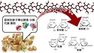 蔗糖
葡萄糖
麥芽醣
乳糖
發芽的麥子釋出酵素 分解
代謝 澱粉
 