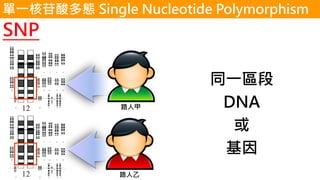 同一區段
DNA
或
基因
路人甲
路人乙
單一核苷酸多態 Single Nucleotide Polymorphism
SNP
 