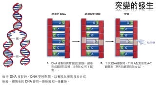 單一核苷酸多態 Single Nucleotide Polymorphism突變的發生
 