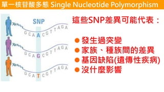 單一核苷酸多態 Single Nucleotide Polymorphism
這些SNP差異可能代表：
⚫發生過突變
⚫家族、種族間的差異
⚫基因缺陷(遺傳性疾病)
⚫沒什麼影響
 