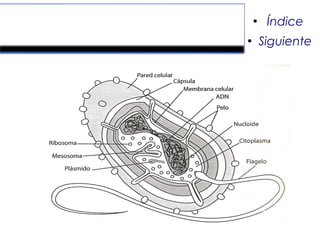 Bacterias.
●
Índice
●
Siguiente
 