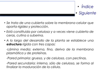 Pared vegetal.
●
Se trata de una cubierta sobre la membrana celular que
aporta rigidez y protección.
●
Está constituida por celulosa y a veces viene cubierta de
ceras, cutina o suberina.
●
A lo largo del desarrollo de la planta se establece una
estructura rígida con tres capas:
-Lámina media: externa, fina, deriva de la membrana
plasmática y de proteínas.
-Pared primaria: gruesa, y de celulosa, con pectinas.
-Pared secundaria: interna, sólo de celulosa, se forma al
finalizar la maduración de la célula.
●
Índice
●
Siguiente
 