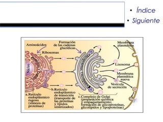 Retículo endoplasmático.
●
Índice
●
Siguiente
 