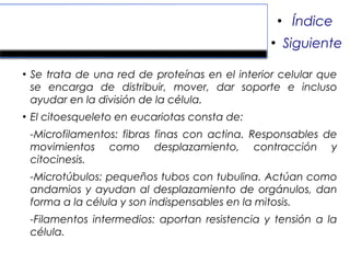 Citoesqueleto.
●
Se trata de una red de proteínas en el interior celular que
se encarga de distribuir, mover, dar soporte e incluso
ayudar en la división de la célula.
●
El citoesqueleto en eucariotas consta de:
-Microfilamentos: fibras finas con actina. Responsables de
movimientos como desplazamiento, contracción y
citocinesis.
-Microtúbulos: pequeños tubos con tubulina. Actúan como
andamios y ayudan al desplazamiento de orgánulos, dan
forma a la célula y son indispensables en la mitosis.
-Filamentos intermedios: aportan resistencia y tensión a la
célula.
●
Índice
●
Siguiente
 