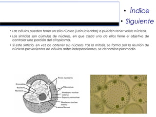 Núcleo.
●
Las células pueden tener un sólo núcleo (uninucleadas) o pueden tener varios núcleos.
●
Los sinticios son cúmulos de núcleos, en que cada uno de ellos tiene el objetivo de
controlar una porción del citoplasma.
●
Si este sinticio, en vez de obtener sus núcleos tras la mitosis, se forma por la reunión de
núcleos provenientes de células antes independientes, se denomina plasmodio.
●
Índice
●
Siguiente
 