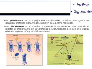 Proteosomas, chaperoninas,
exosomas y espliceosomas.
●
Los proteosomas son complejos macromoleculares proteicos encargados de
degradar proteínas malformadas. También actúa como regulador.
●
Las chaperoninas son complejos macromoleculares proteicos, cuya función es
facilitar el plegamiento de las proteínas desnaturalizadas o recién sintetizadas,
ofreciendo protección y estabilidad a estas.
●
Índice
●
Siguiente
 