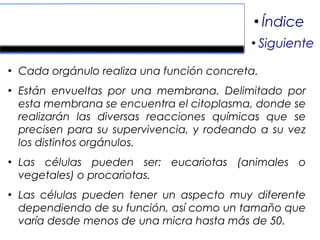 Características de la célula.
●
Cada orgánulo realiza una función concreta.
●
Están envueltas por una membrana. Delimitado por
esta membrana se encuentra el citoplasma, donde se
realizarán las diversas reacciones químicas que se
precisen para su supervivencia, y rodeando a su vez
los distintos orgánulos.
●
Las células pueden ser: eucariotas (animales o
vegetales) o procariotas.
●
Las células pueden tener un aspecto muy diferente
dependiendo de su función, así como un tamaño que
varía desde menos de una micra hasta más de 50.
●
Índice
●
Siguiente
 