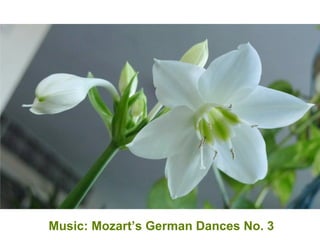 Music: Mozart’s German Dances No. 3
 