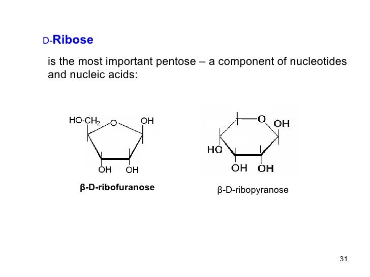 what are nucleic acids