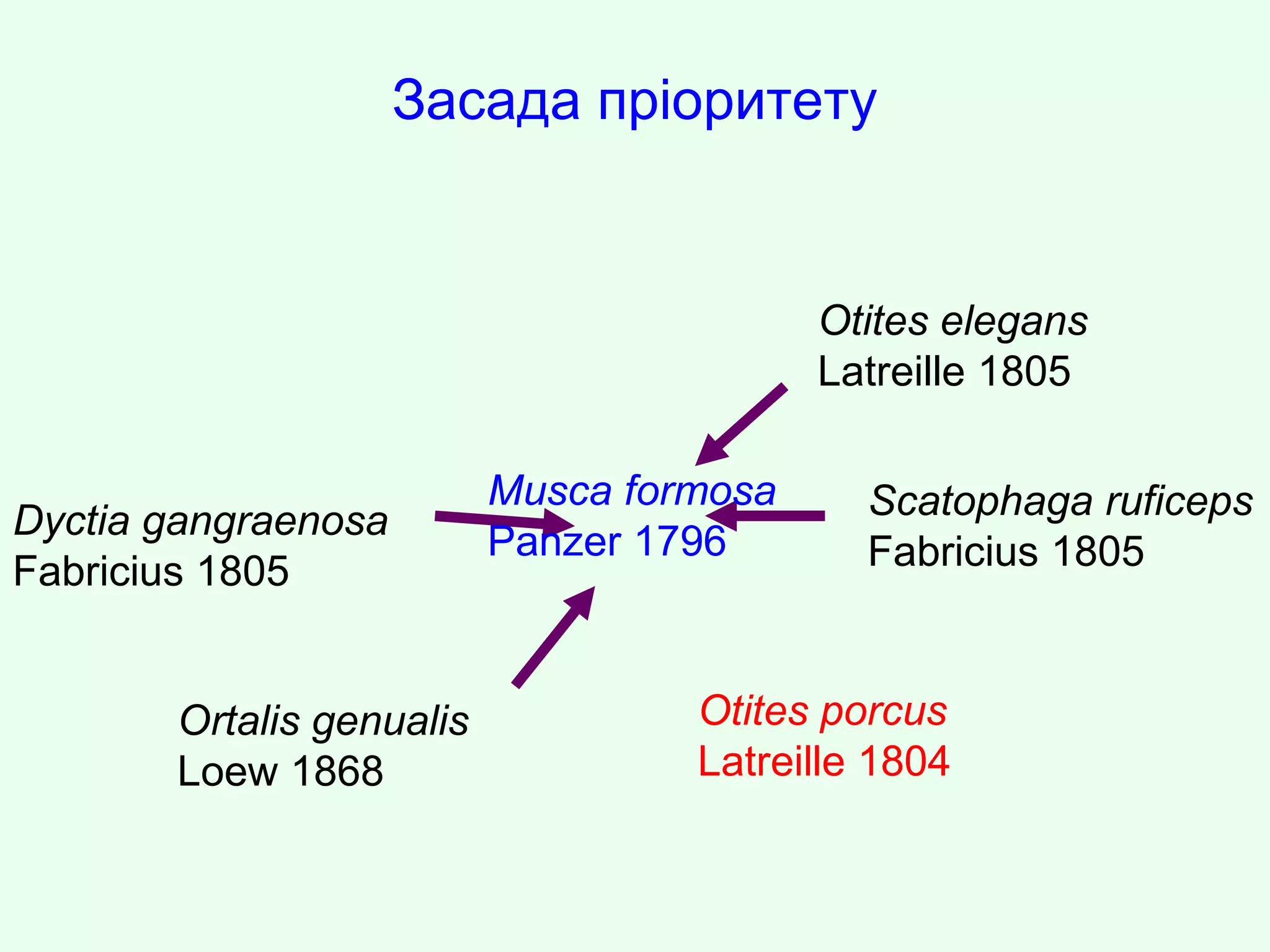 Засада пріоритету
Dyctia gangraenosa
Fabricius 1805
Ortalis genualis
Loew 1868
Scatophaga ruficeps
Fabricius 1805
Otites elegans
Latreille 1805
Musca formosa
Panzer 1796
Otites porcus
Latreille 1804
 