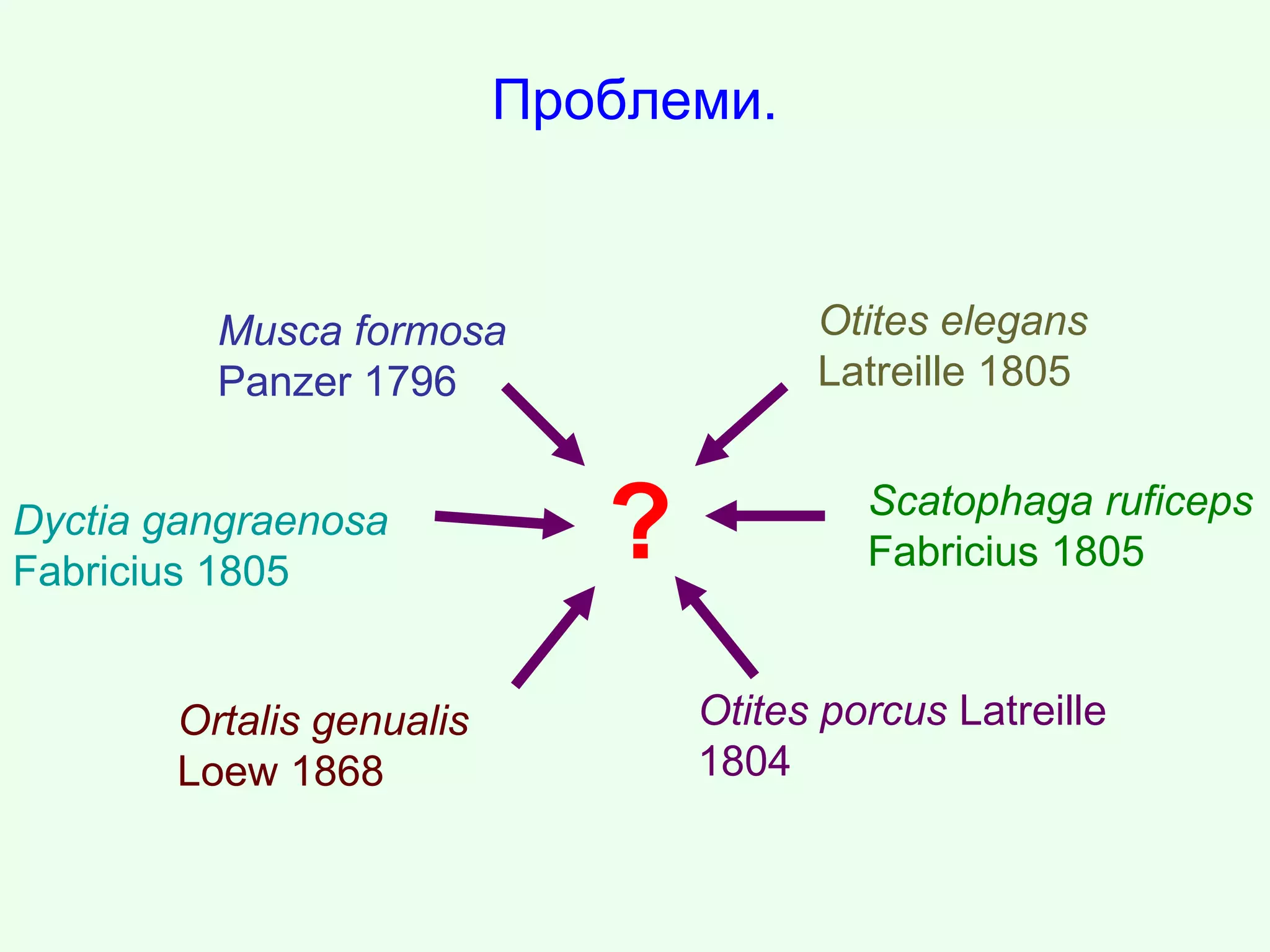 Проблеми.
Musca formosa
Panzer 1796
Dyctia gangraenosa
Fabricius 1805
Ortalis genualis
Loew 1868
Otites porcus Latreille
1804
Scatophaga ruficeps
Fabricius 1805
Otites elegans
Latreille 1805
?
 