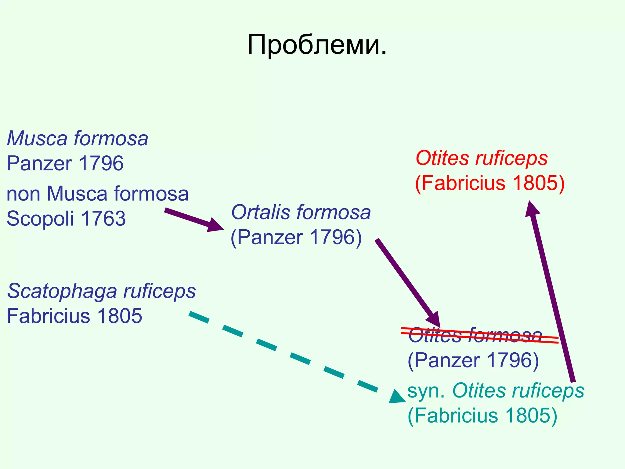 Проблеми.
Musca formosa
Panzer 1796
non Musca formosa
Scopoli 1763 Ortalis formosa
(Panzer 1796)
Otites formosa
(Panzer 1796)
syn. Otites ruficeps
(Fabricius 1805)
Scatophaga ruficeps
Fabricius 1805
Otites ruficeps
(Fabricius 1805)
Scatophaga ruficeps
Fabricius 1805
Otites ruficeps
(Fabricius 1805)
 