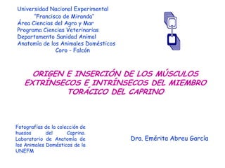 Universidad Nacional Experimental
‘’Francisco de Miranda’’
Área Ciencias del Agro y Mar
Programa Ciencias Veterinarias
Departamento Sanidad Animal
Anatomía de los Animales Domésticos
Coro - Falcón
ORIGEN E INSERCIÓN DE LOS MÚSCULOS
EXTRÍNSECOS E INTRÍNSECOS DEL MIEMBRO
TORÁCICO DEL CAPRINO
Dra. Emérita Abreu García
Fotografías de la colección de
huesos del Caprino.
Laboratorio de Anatomía de
los Animales Domésticos de la
UNEFM
 