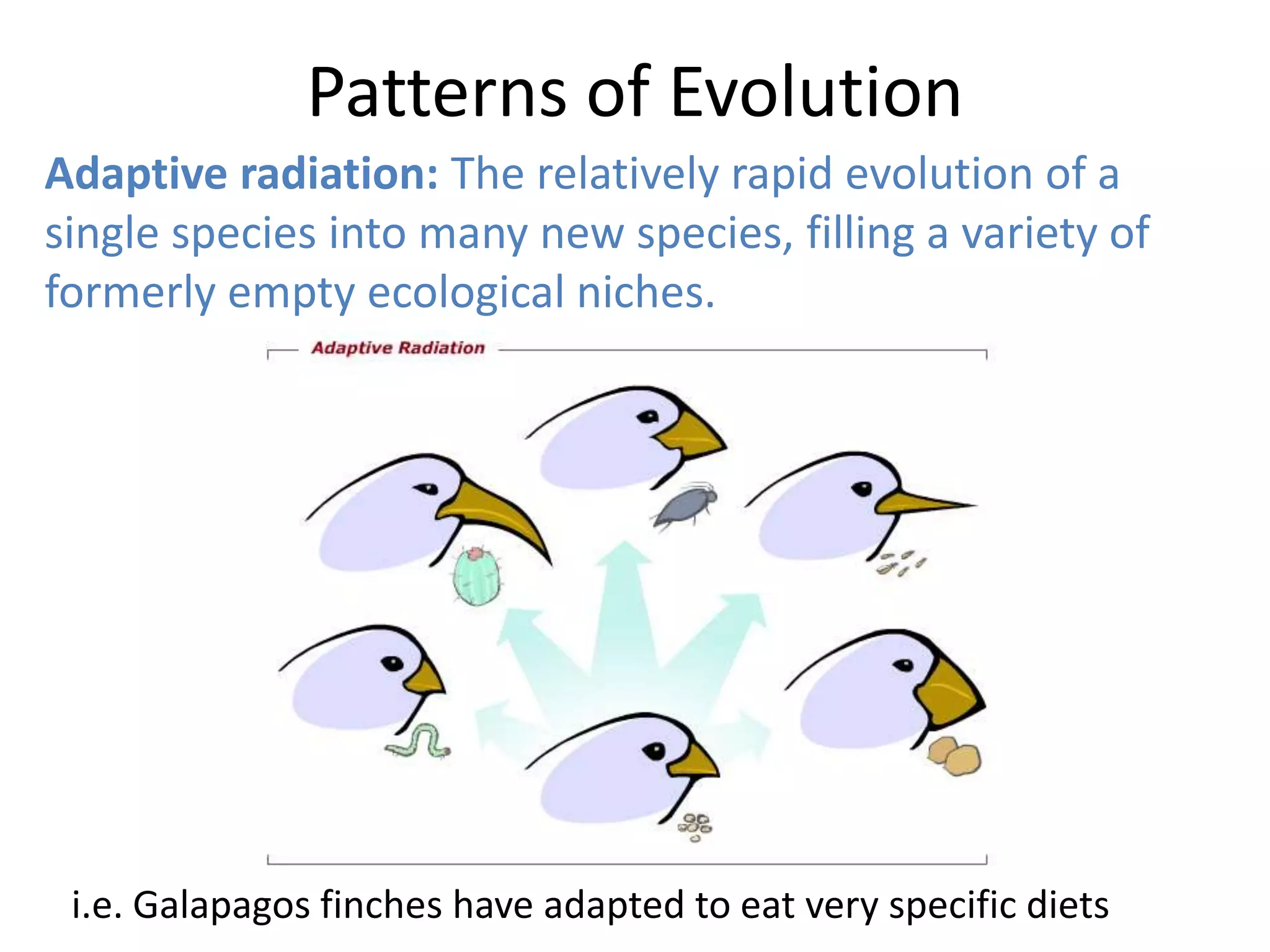Patterns of Evolution
Adaptive radiation: The relatively rapid evolution of a
single species into many new species, filling a variety of
formerly empty ecological niches.
i.e. Galapagos finches have adapted to eat very specific diets