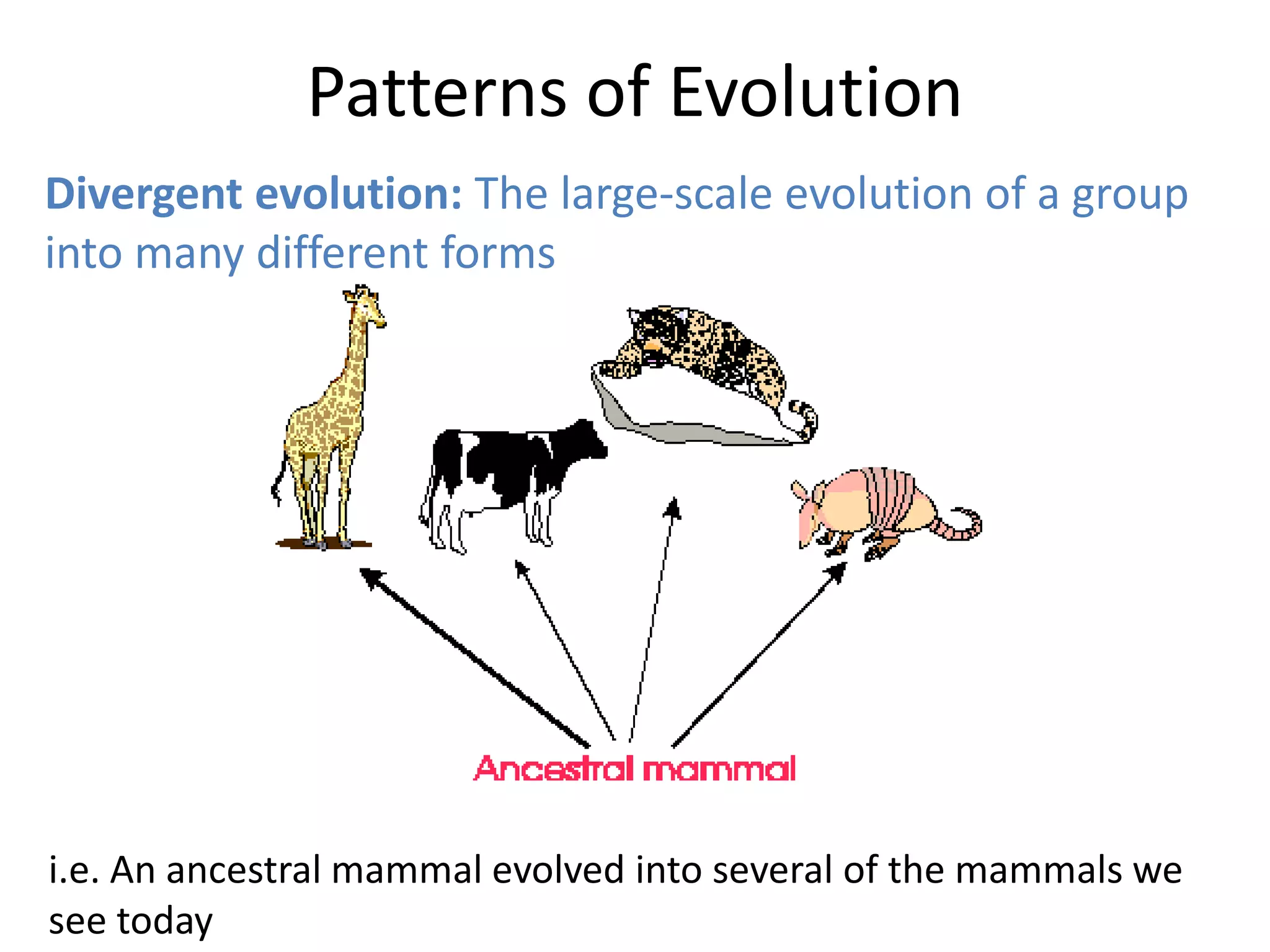 Patterns of Evolution
Divergent evolution: The large-scale evolution of a group
into many different forms
i.e. An ancestral mammal evolved into several of the mammals we
see today