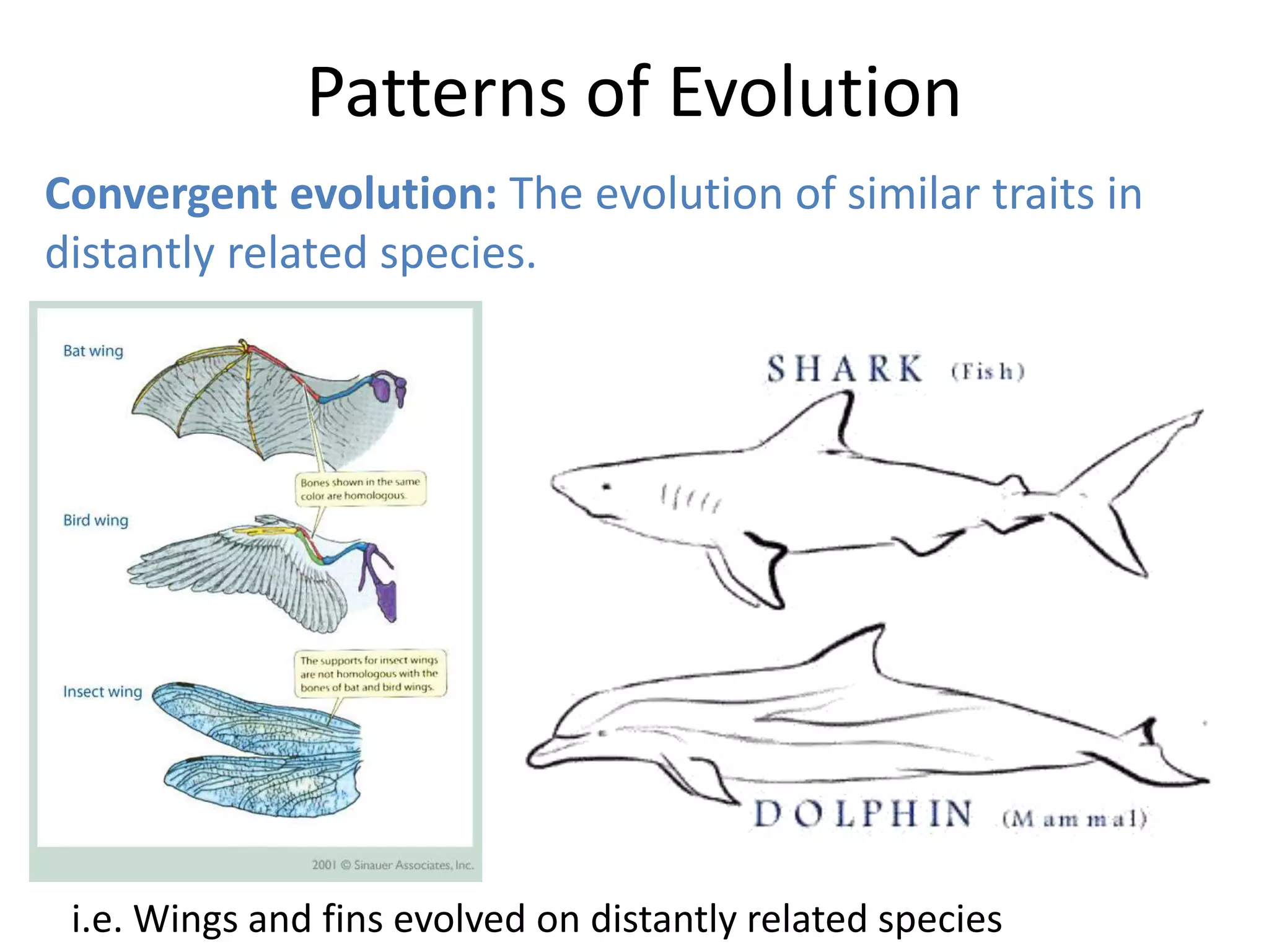 Patterns of Evolution
Convergent evolution: The evolution of similar traits in
distantly related species.
i.e. Wings and fins evolved on distantly related species