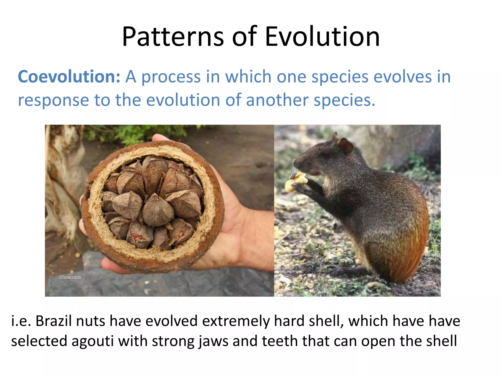 Patterns of Evolution
Coevolution: A process in which one species evolves in
response to the evolution of another species.
i.e. Brazil nuts have evolved extremely hard shell, which have have
selected agouti with strong jaws and teeth that can open the shell