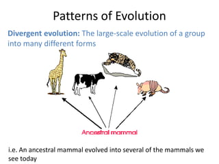 Patterns of Evolution
Divergent evolution: The large-scale evolution of a group
into many different forms

i.e. An ancestral mammal evolved into several of the mammals we
see today

 