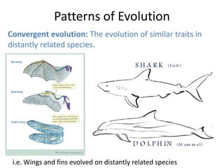 Patterns of Evolution
Convergent evolution: The evolution of similar traits in
distantly related species.

i.e. Wings and fins evolved on distantly related species

 