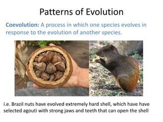 Patterns of Evolution
Coevolution: A process in which one species evolves in
response to the evolution of another species.

i.e. Brazil nuts have evolved extremely hard shell, which have have
selected agouti with strong jaws and teeth that can open the shell

 
