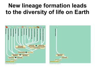New lineage formation leads to the diversity of life on Earth Tree of animal life Twig of animal life 
