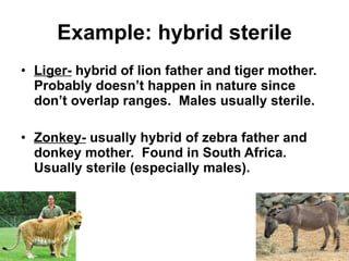 Example: hybrid sterile <ul><li>Liger-  hybrid of lion father and tiger mother.  Probably doesn’t happen in nature since d...