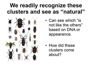 We readily recognize these clusters and see as “natural” <ul><li>Can see which “is not like the others” based on DNA or ap...