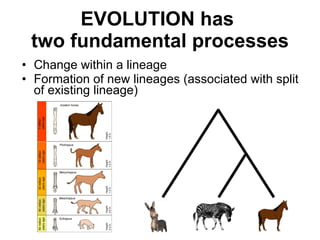 EVOLUTION has  two fundamental processes <ul><li>Change within a lineage </li></ul><ul><li>Formation of new lineages (asso...