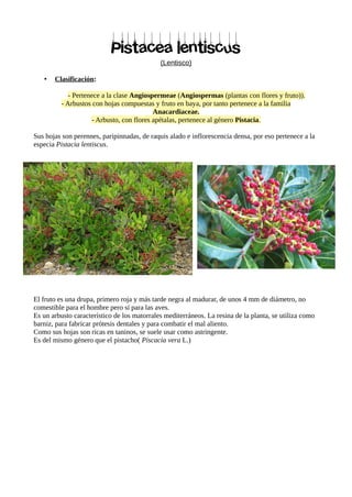 Pistacea lentiscus
(Lentisco)
• Clasificación:
- Pertenece a la clase Angiospermeae (Angiospermas (plantas con flores y fruto)).
- Arbustos con hojas compuestas y fruto en baya, por tanto pertenece a la familia
Anacardiaceae.
- Arbusto, con flores apétalas, pertenece al género Pistacia.
Sus hojas son perennes, paripinnadas, de raquis alado e inflorescencia densa, por eso pertenece a la
especia Pistacia lentiscus.
El fruto es una drupa, primero roja y más tarde negra al madurar, de unos 4 mm de diámetro, no
comestible para el hombre pero sí para las aves.
Es un arbusto característico de los matorrales mediterráneos. La resina de la planta, se utiliza como
barniz, para fabricar prótesis dentales y para combatir el mal aliento.
Como sus hojas son ricas en taninos, se suele usar como astringente.
Es del mismo género que el pistacho( Piscacia vera L.)
 