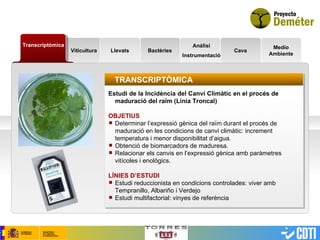 Viticultura Transcriptòmica Bactèries Análisi Instrumentació Cava Medio Ambiente TRANSCRIPTÒMICA Estudi de la Incidència del Canvi Climátic en el procés de maduració del raïm (Línia Troncal) OBJETIUS   Determinar l’expressió gènica del raïm durant el procés de  maduració en les condicions de canvi climàtic: increment temperatura i menor disponibilitat d’aigua. Obtenció de biomarcadors de maduresa. Relacionar els canvis en l’expressió gènica amb paràmetres vitícoles i enològics. LÍNIES D’ESTUDI Estudi reduccionista en condicions controlades: viver amb Tempranillo, Albariño i Verdejo Estudi multifactorial: vinyes de referència Llevats 