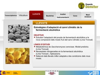 Transcriptòmica LLEVATS Bactèries Análisi Instrumentació Cava Medi Ambient LLEVATS Estratègies d’adaptació al canvi climàtic de la fermentació alcohòlica OBJETIUS   Estudiar l’adaptació del procés de fermentació alcohòlica a la nova composició dels mosts fruit del canvi climàtic (Línia Troncal) LÍNIES D’ESTUDI Metabolòmica de  Saccharomyces cerevisae.  Model predictiu (Línia Troncal) Necessitats nitrogenades en la fermentació alcohòlica  (Línia Troncal ). Aplicacions. Selecció dels llevats millor adaptats a les condicions dels nous mosts. Viticultura 