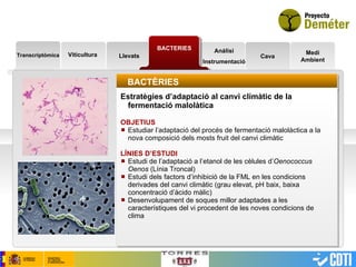 Transcriptòmica BACTERIES Llevats Análisi Instrumentació Cava Medi Ambient BACTÈRIES Estratègies d’adaptació al canvi climàtic de la fermentació malolàtica OBJETIUS Estudiar l’adaptació del procés de fermentació malolàctica a la nova composició dels mosts fruit del canvi climàtic LÍNIES D’ESTUDI Estudi de l’adaptació a l’etanol de les cèlules d’ Oenococcus Oenos  (Línia Troncal) Estudi dels factors d’inhibició de la FML en les condicions derivades del canvi climàtic (grau elevat, pH baix, baixa concentració d’àcido màlic)  Desenvolupament de soques millor adaptades a les característiques del vi procedent de les noves condicions de clima Viticultura 
