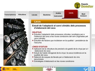 Transcriptòmica CAVA Llevats Bactèries Anàlisi Instrument. Medi Ambient CAVA Estudi de l’adaptació al canvi climàtic dels processos d’elaboració del cava OBJETIUS   Estudiar l’adaptació dels processos vitícoles i enològics per a  l'obtenció del cava a les noves condicions del raïm originades pel canvi climàtic Estudiar els factors que incideixen en la qualitat i  persistència de l’escuma.  LÍNIES D’ESTUDI Aplicació de la viticultura de precisió a la gestió de la vinya per a l´elaboració de cava Estudi de l’adob nitrogenat de la vinya i la seva incidència en la qualitat del cava. Selecció de soques de llevats per a l’elaboració de vins escumosos Estratègies d’elaboració en les noves condicions Viticultura 