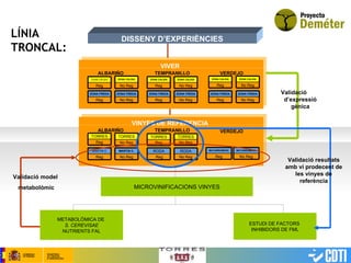 DISSENY D’EXPERIÈNCIES Validació  d’expressió gènica VIVERO Reg ZONA CÁLIDA No Reg ZONA CALIDA Reg ZONA FREDA No Reg ZONA FREDA Reg ZONA CALIDA No Reg ZONA CALIDA Reg ZONA FREDA No Reg ZONA FREDA Reg ZONA FREDA No Reg ZONA FREDA ALBARIÑO TEMPRANILLO VERDEJO VIVER Reg ZONA CALIDA No Reg ZONA CALIDA VIVERO Reg TORRES No Reg TORRES Reg MARTIN C No Reg MARTIN C. Reg TORRES No Reg TORRES Reg RODA No Reg RODA ALBARIÑO TEMPRANILLO VERDEJO VINYES DE REFERENCIA MICROVINIFICACIONS VINYES ESTUDI DE FACTORS  INHIBIDORS DE FML METABOLÒMICA DE  S. CEREVISAE NUTRIENTS FAL Validació model  metabolòmic LÍNIA TRONCAL: No Reg MATARROMERA Reg MATARROMERA Validació resultats amb vi prodecent de les vinyes de referència 
