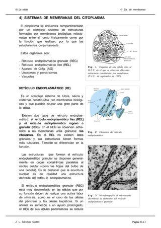 II) La célula                                                                  4) Sis. de membranas


   4) SISTEMAS DE MEMBRANAS DEL CITOPLASMA

     El citoplasma se encuentra compartimentado
   por un complejo sistema de estructuras
   formadas por membranas biológicas relacio-
   nadas entre sí tanto físicamente como por
   la función que realizan, por lo que las
   estudiaremos conjuntamente.

       Estos orgánulos son:

   -   Retículo endoplasmático granular (REG)
   -   Retículo endoplasmático liso (REL)
                                                   Fig. 1 Esquema de una célula visto al
   -   Aparato de Golgi (AG)                       M.E.T. en el que se observan diferentes
   -   Lisosomas y peroxisomas                     estructuras constituídas por membranas.
   -   Vacuolas                                    (P.A.U. de septiembre de 1997).




   RETÍCULO ENDOPLASMÁTICO (RE)

     Es un complejo sistema de tubos, sacos y
   cisternas constituidos por membranas biológi-
   cas y que pueden ocupar una gran parte de
   la célula.

      Existen dos tipos de retículo endoplas-
   mático: el retículo endoplasmático liso (REL)
   y el retículo endoplasmático rugoso o
   granular (REG). En el REG se observan adhe-
   ridos a las membranas unos gránulos: los        Fig. 2 Elementos del retículo
   ribosomas. En el REL no existen éstos           endoplasmático.
   gránulos y sus estructuras tienen formas
   más tubulares. También se diferencian en la
   función.

     Las estructuras     que forman el retículo
   endoplasmático granular se disponen general-
   mente en capas concéntricas paralelas al
   núcleo celular (como las hojas del bulbo de
   una cebolla). Es de destacar que la envoltura
   nuclear es en realidad una estructura
   derivada del retícu lo endoplasmático.

     El retícu lo endoplasmático granular (REG)
   está muy desarrollado en las células que por
   su función deben de realizar una activa labor
                                                   Fig. 3 Microfotografía al microscopio
   de sínte sis, como es el caso de las células    electrónico de elementos del retículo
   del páncreas y las células hepáticas. Si un     endoplasmático granular.
   animal es sometido a un ayuno prolongado,
   el REG de sus células pancreáticas se reduce



J. L. Sánchez Guillén                                                                        Página II-4-1
 