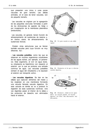II) La célula                                                                      4) Sis. de membranas


   que presenten una única o unas pocas
   vacuolas de gran tamaño. Las células
   animales, en el caso de tener vacuolas, son
   de pequeño tamaño.

     Las vacuolas se originan por la agregación
   de las pequeñas vesículas formadas a partir
   de los dictiosomas de aparato de Golgi o
   por invaginación de la membrana plasmática
   (endocitosis).

    Las vacuolas, en general, tienen función de
   almacenamiento de sustancias de reserva y,
   en ciertos casos, de almacenamiento de
                                                    Fig. 10      Vc) gran vacuola en una célula
   sustancias tóxicas.
                                                    vegetal.

     Existen otras estructuras que se llaman
   también vacuolas pero cuya función es muy
   diferente. Así:

   - Las vacuolas pulsátiles, como las que se
   observan en muchos organismos unicelulares
   de las aguas dulces, por ejemplo, el parame-
   cio. Este organismo, al vivir en agua dulce,
   su citoplasma es hipertónico con respecto al
   exterior, por lo que se produce una entrada
   continua de agua. Las vacuolas pulsátiles        Fig. 11 Paramecios en los que se observan
                                                    vacuolas digestivas.
   extraen el agua del citoplasma y la expulsan
   al exterior por tansporte activo.
                                                           cil
   - Las vacuolas digestivas. Se dan en las           vp                          Mn
                                                                                  mn         vp
   células que capturan alimentos del medio y
   los engloban en una membrana formando
   una vacuola llamada vacuola digestiva. En
   esta vacuola es donde se va a producir la
   digestión de esas sustancias nutritivas. Una                             vd
   vez digeridas pasan al interior de la célula y
   los productos de desecho son eliminados          Fig. 12 Paramecio, ciliado de las aguas
                                                    dulces. vp) Vacuola pulsátil. vd) Vacuola
   hacia el exterior.                               digestiva. cil) Cilios. Mn) Macronúcleo. mn)
                                                    Micronúcleo.




J. L. Sánchez Guillén                                                                         Página II-4-4
 