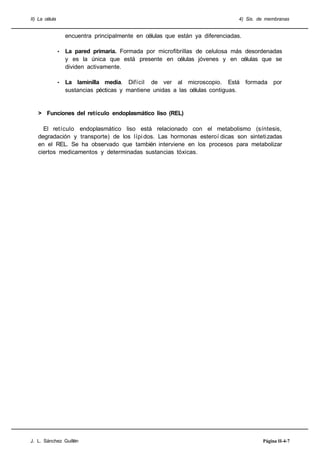 II) La célula                                                                     4) Sis. de membranas


                    encuentra principalmente en células que están ya diferenciadas.

                •   La pared primaria. Formada por microfibrillas de celulosa más desordenadas
                    y es la única que está presente en células jóvenes y en células que se
                    dividen activamente.

                •   La laminilla media. Difícil de ver al microscopio. Está formada por
                    sustancias pécticas y mantiene unidas a las células contiguas.


   > Funciones del retículo endoplasmático liso (REL)

     El retículo endoplasmático liso está relacionado con el metabolismo (síntesis,
   degradación y transporte) de los lípi dos. Las hormonas esteroí dicas son sintetizadas
   en el REL. Se ha observado que también interviene en los procesos para metabolizar
   ciertos medicamentos y determinadas sustancias tóxicas.




J. L. Sánchez Guillén                                                                      Página II-4-7
 