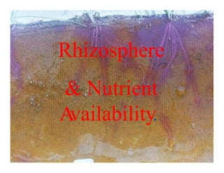 Rhizosphere
& Nutrient
A
vailability.
 