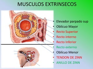 MUSCULOS EXTRINSECOS

                                                       •   Elevador parpado sup
                                                       •   Oblícuo Mayor
                                                       •   Recto Superior
                                                       •   Recto interno
                                                       •   Recto Inferior
                                                       •   Recto externo
                                                       •
Lagrimal
  Frontal
                                                           Oblícuo Menor
  Troclear IV
                                                       •   TENDON DE ZINN
                                                       •   ANILLO DE ZINN
                Abducens VI   Nasociliar V   MOC III
 