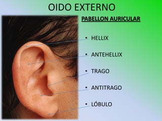 OIDO EXTERNO
     PABELLON AURICULAR


      • HELLIX

      • ANTEHELLIX

      • TRAGO

      • ANTITRAGO

      • LÓBULO
 