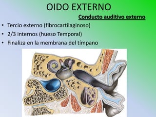 OIDO EXTERNO
                                 Conducto auditivo externo
• Tercio externo (fibrocartilaginoso)
• 2/3 internos (hueso Temporal)
• Finaliza en la membrana del tímpano
 