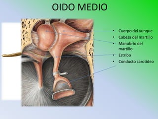 OIDO MEDIO

             • Cuerpo del yunque
             • Cabeza del martillo
             • Manubrio del
               martillo
             • Estribo
             • Conducto carotídeo
 