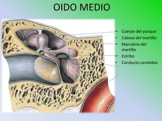 OIDO MEDIO

             • Cuerpo del yunque
             • Cabeza del martillo
             • Manubrio del
               martillo
             • Estribo
             • Conducto carotídeo
 